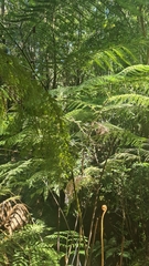 Lophosoria quadripinnata