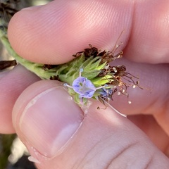 Echium candicans