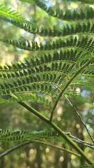 Lophosoria quadripinnata
