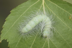 Acronicta leporina