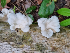 Favolus brasiliensis