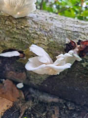 Favolus brasiliensis