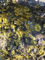 Candelaria concolor