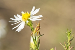 Harmostes reflexulus