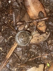 Polygyrinae