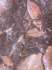 Polygyrinae