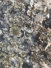 Phaeophyscia rubropulchra