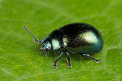 Chrysolina varians