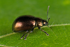 Chrysolina varians