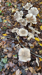 Clitocybe nebularis