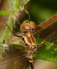 Nannophlebia eludens