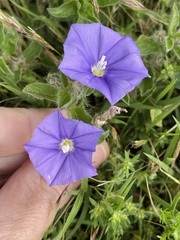Convolvulus sabatius
