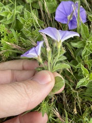 Convolvulus sabatius