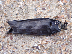 Scyliorhinus canicula