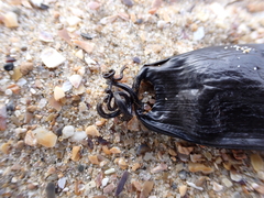 Scyliorhinus canicula