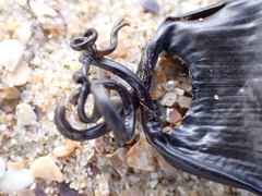 Scyliorhinus canicula