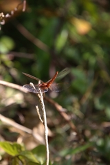 Urothemis signata