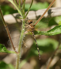 Nannophlebia eludens