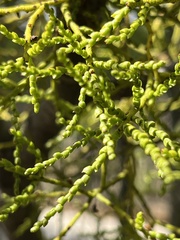 Misodendrum punctulatum