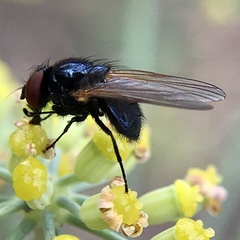 Silba