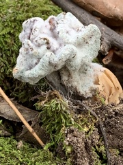 Hypomyces cervinigenus