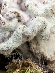 Hypomyces cervinigenus