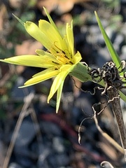 Tragopogon dubius