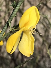 Cytisus
