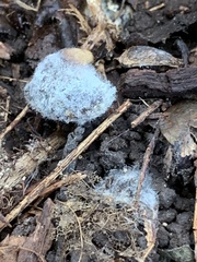 Hypomyces cervinigenus