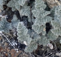 Myriopteris parryi