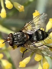 Exoristinae