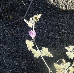 Sphaeralcea ambigua rosacea