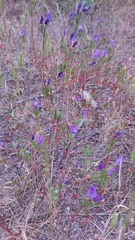 Clarkia tenella