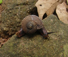 Ariophanta exilis