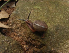 Ariophanta exilis