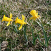 Narcissus hispanicus - Photo (c) Carles Fabregat, alguns direitos reservados (CC BY-NC), uploaded by Carles Fabregat