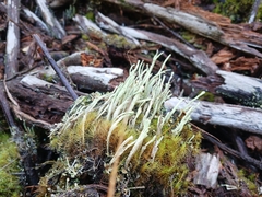 Cladonia sulphurina