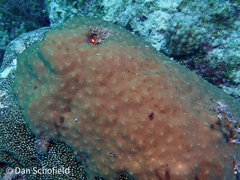 Porifera