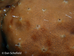 Porifera