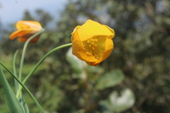 Calochortus balsensis