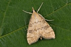 Udea fulvalis
