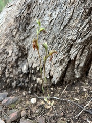 Pterostylis squamata