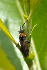 Dolerus tibialis