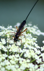 Dolichomitus pterelas