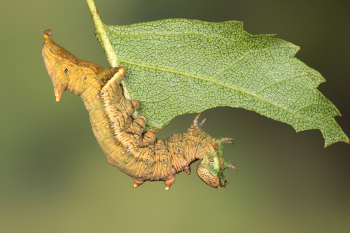 Iron Prominent