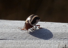 Calligrapha bidenticola