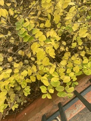Symphoricarpos