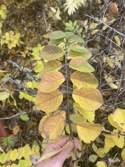 Symphoricarpos
