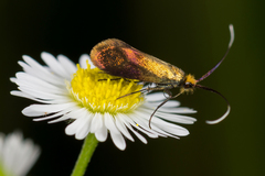 Nemophora cupriacella