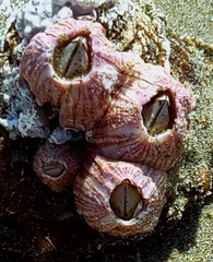 Paraconcavus pacificus